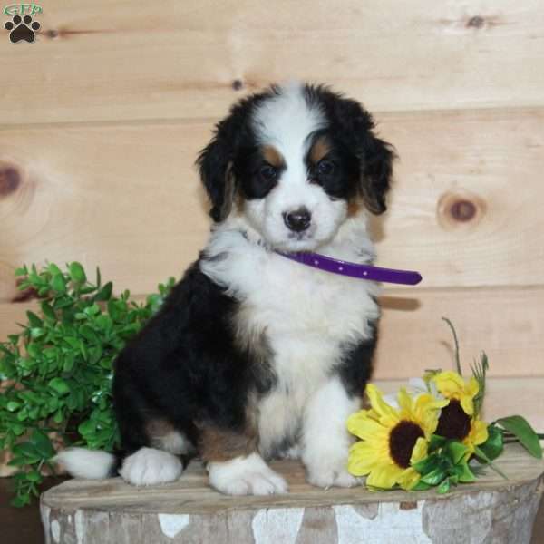 Chick-Fill-A, Bernedoodle Puppy